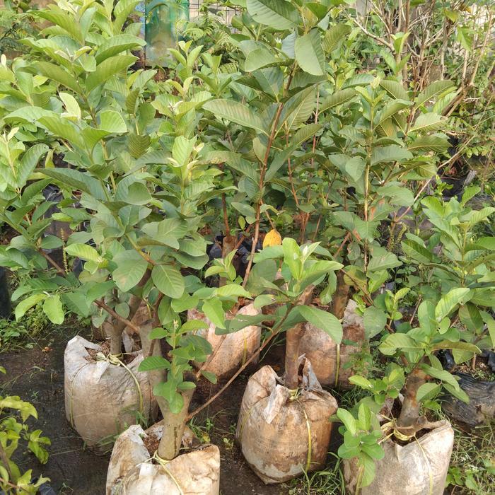 Bibit Jambu Kristal Cangkokan batang gede