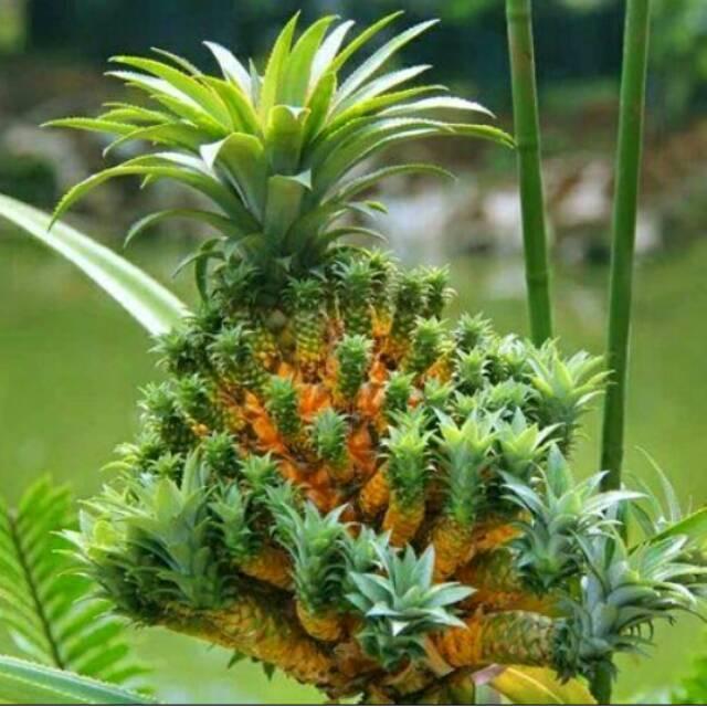 Bibit nanas mahkota nanas medusa