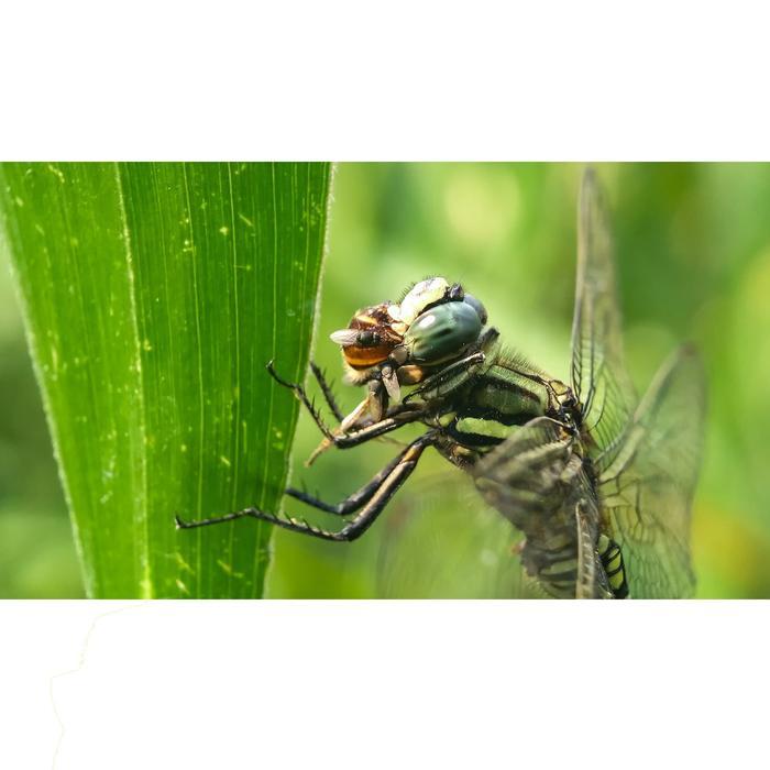 Lensbong Prosumer 25Mm Sony Lensa Macro Untuk Hp Siap Pakai Dengan Bonus Lens Cap Pouch & Lap
