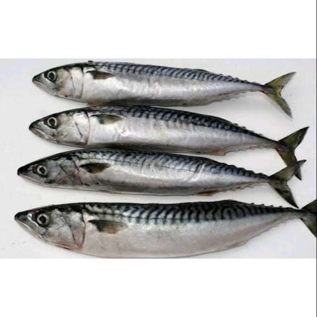 Ikan Salem Frozen Segar
