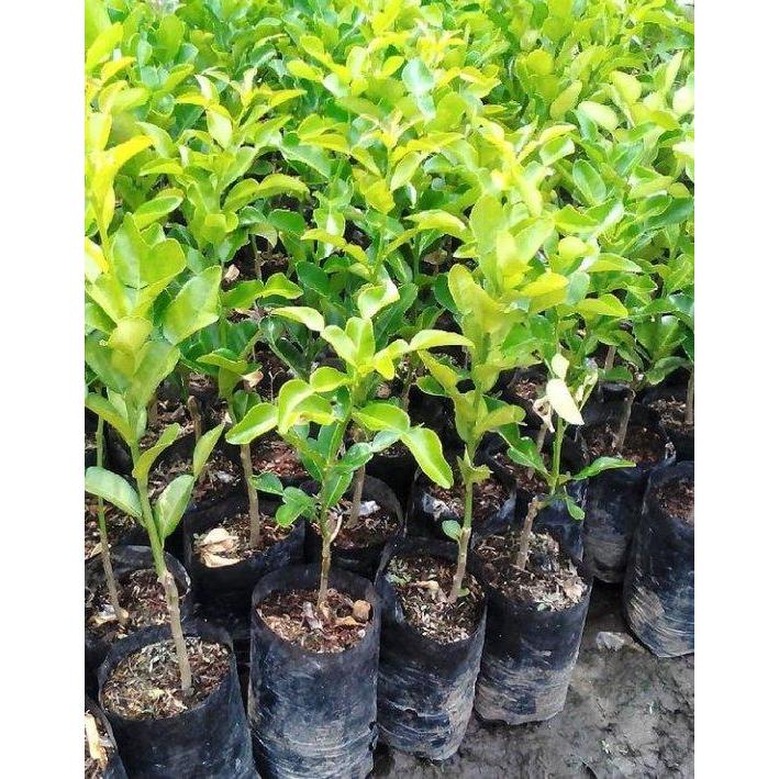 Bibit Jeruk Purut Okulasi Bibit Daun Jeruk Daun Bumbu Masak