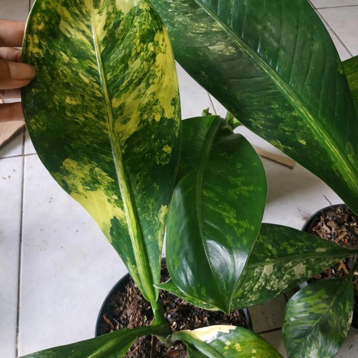 Tanaman hias Aglonema Diven giant variegata