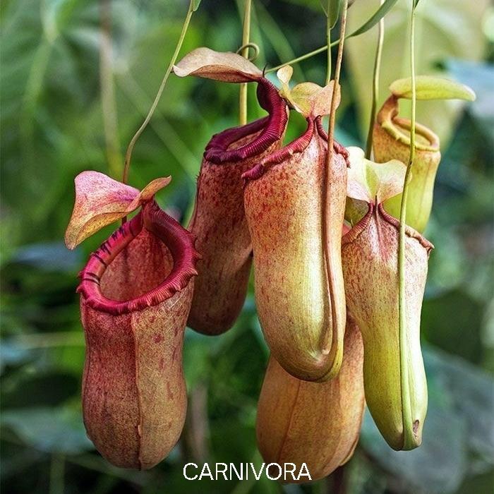 Tanaman Kantong Karnivora Semar Pemakan Semut