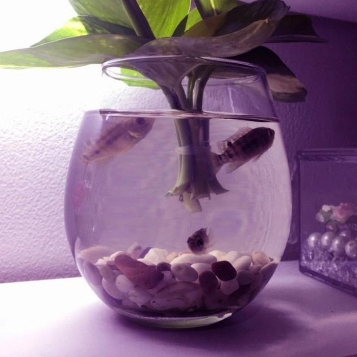 Aquarium mini akuarium cupang guppy bulat kaca