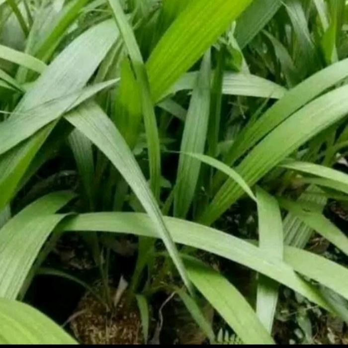 paket 6 jenis tanaman anggrek tanah