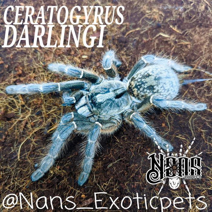 SALE TARANTULA CERATOGYRUS DARLINGI BURST HORNED BABOON TARANTULA ~NANS EXOTICPET'S~ Termurah