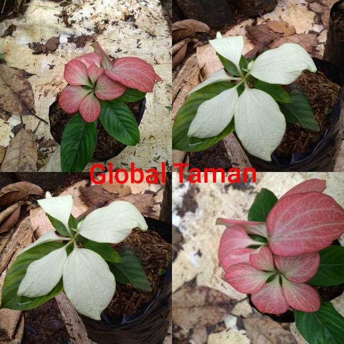 Tanaman nusa indah / Nusa indah merah / Nusa indah putih