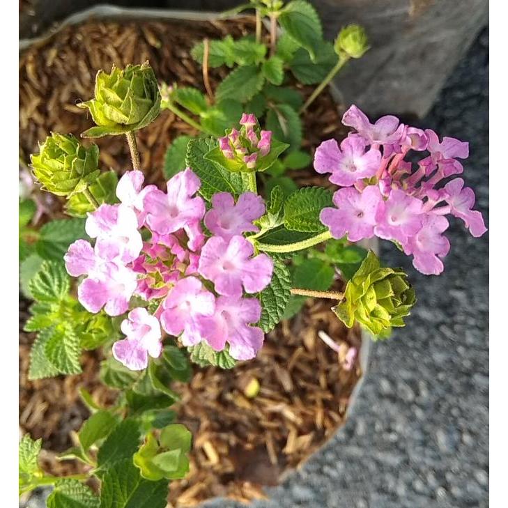 Tanaman lantana ungu/kuning/putih pink