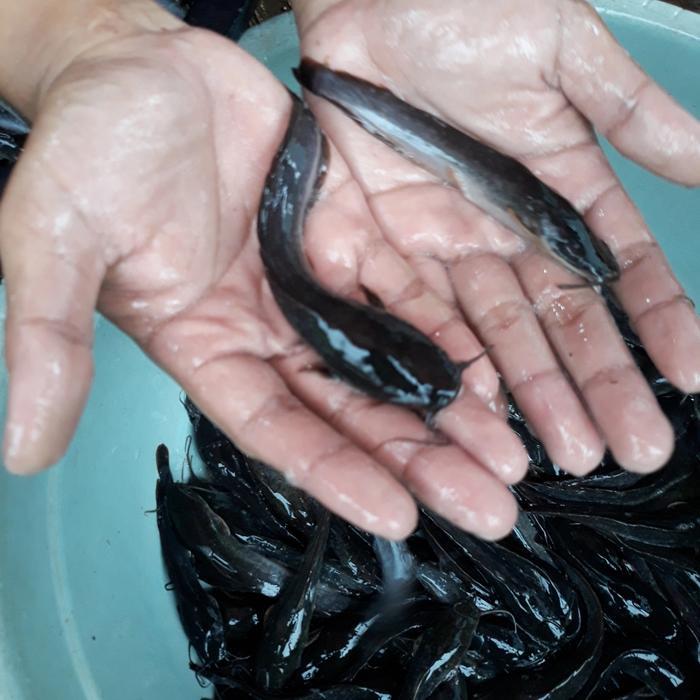 bibit lele sangkuriang uk 9-10 cm