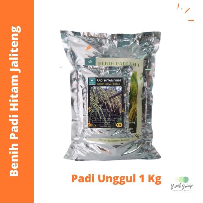 Benih Padi Hitam Jaliteng Padi Unggul 1 Kg