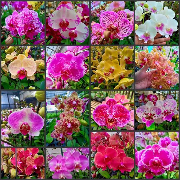 ANGGREK BULAN SPIKE UKURAN DEWASA CLONE PRODUK TAIWAN