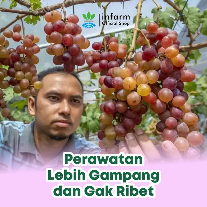 INFARM - Nutrisi Tanaman AB Mix Anggur Infarm 100 Liter Pupuk untuk hidroponik Pupuk AB Mix