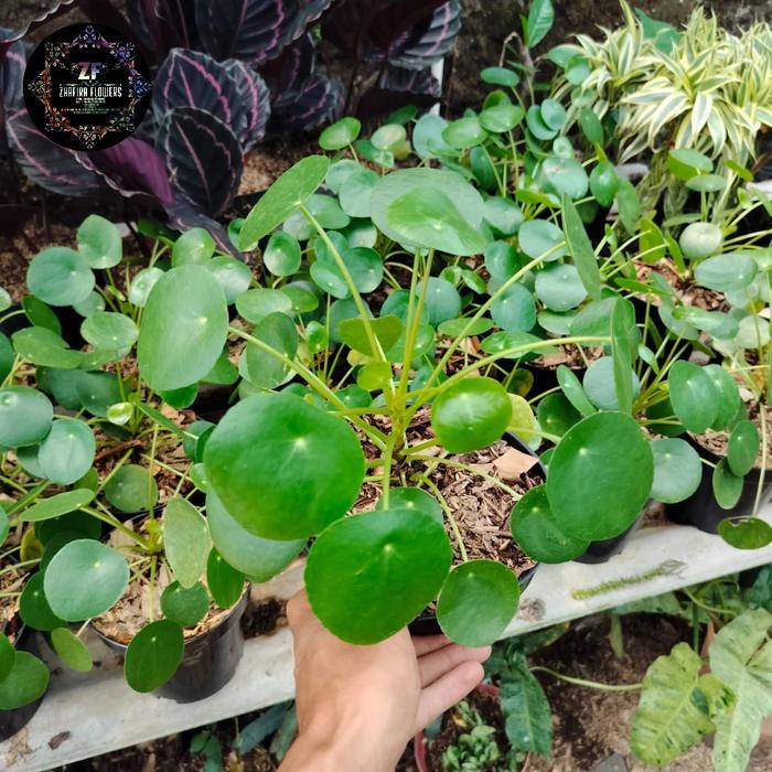 Tanaman hias Peperomia pilea / pilea