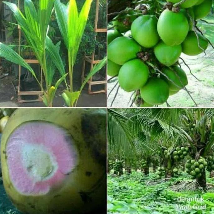 Mail Bibit Kelapa Hijau Wulung, Segar, Cocok Utk Es Kelapa Muda.