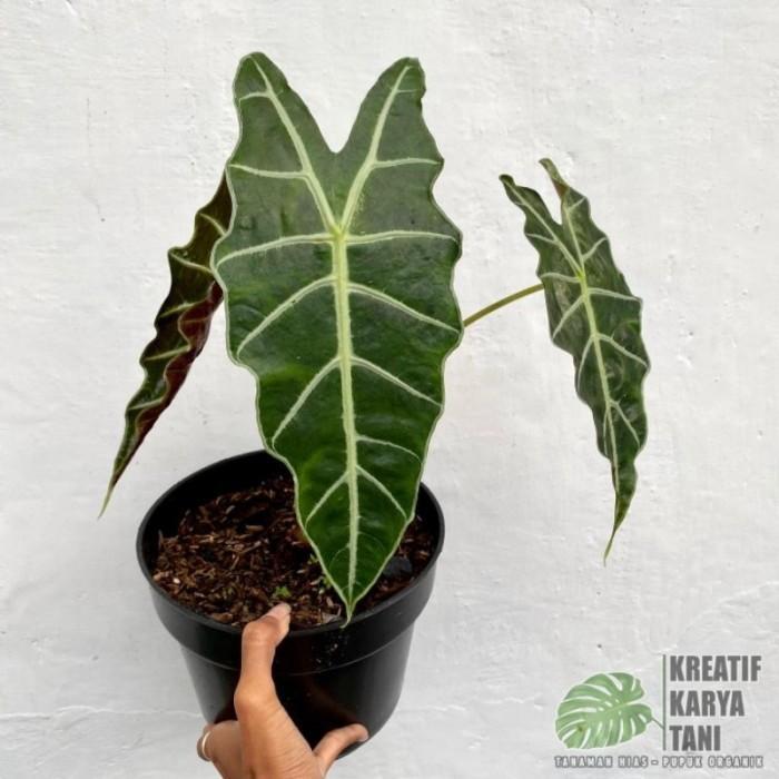 Tanaman Hias Alocasia - Macam Macam Jenis Tanaman Hias Alocasia - Neew