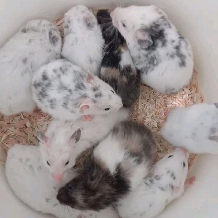 HAMSTER FUJIYAMA LUCU Syrian Fujiyama Syria