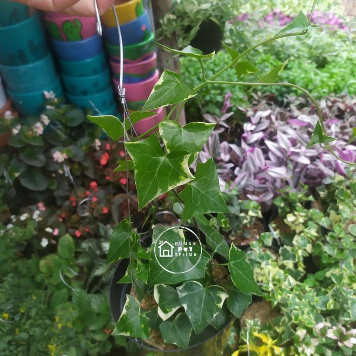 Tanaman gantung Ivy English varigata daun tebal + pot