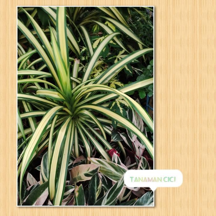 tanaman besar outdoor lili paris bangkok kuning bunga taman real pic