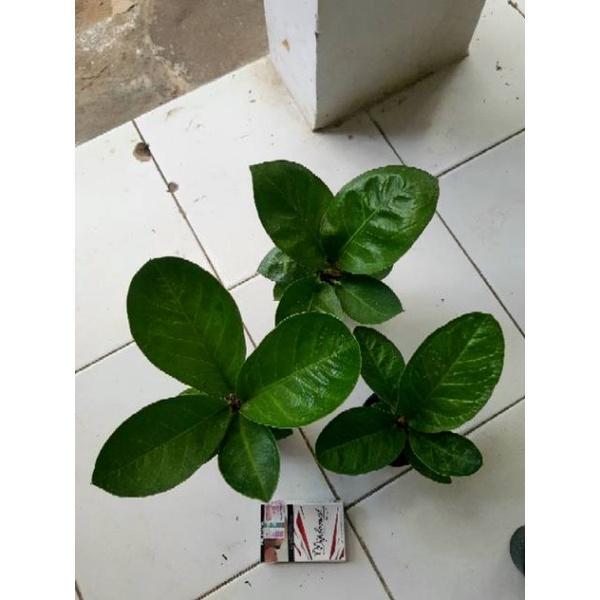 JEMANI Mangkok Remaja