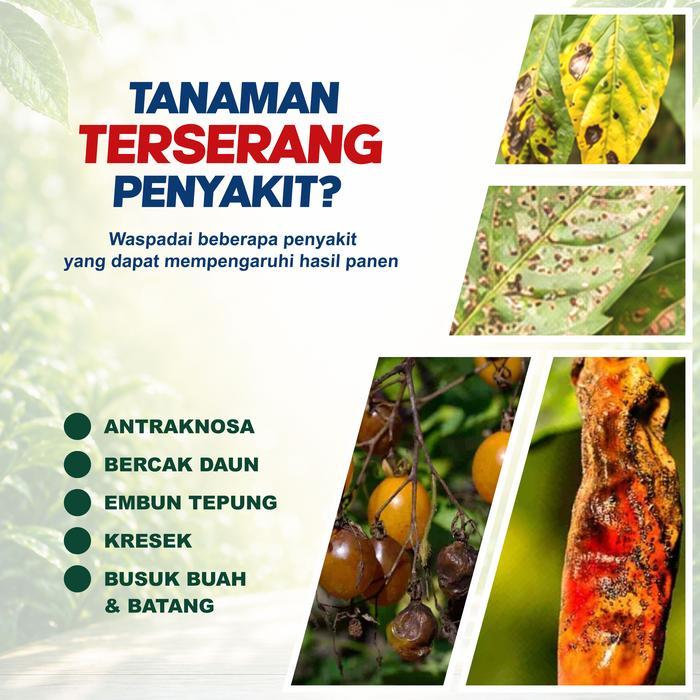mataharitaman99 [4 PCS] AVASCORE 425 SC 250ml Obat Patek Cabai Antraknosa Busuk Daun Buah Fungisida
