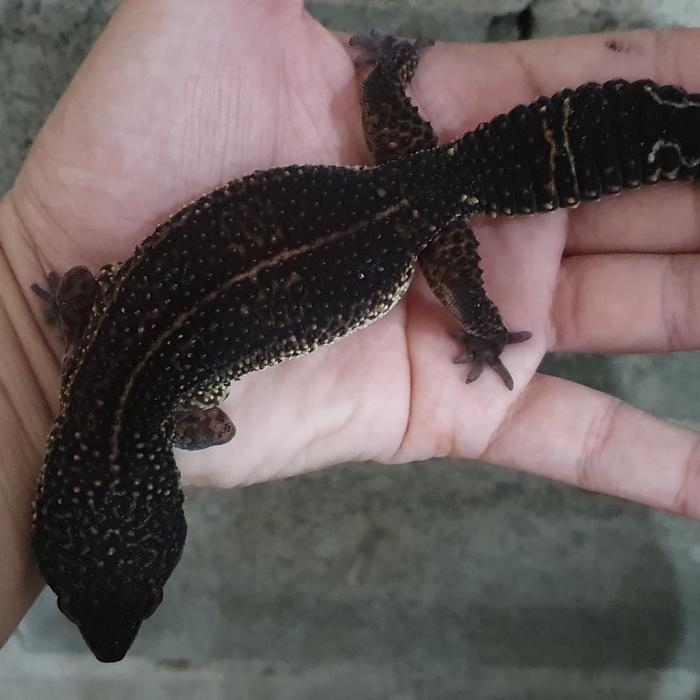black night leopard gecko