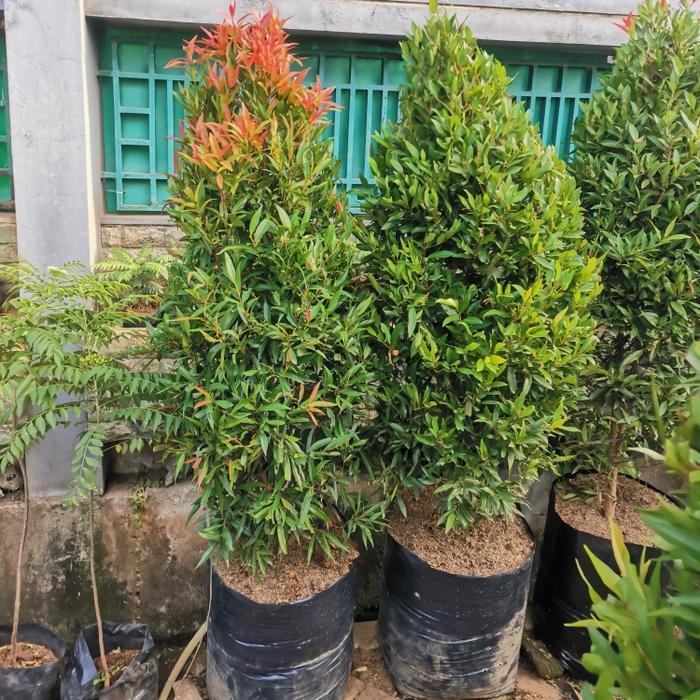 tanaman pucuk merah rimbun, tinggi 1,5 sampai 2meter