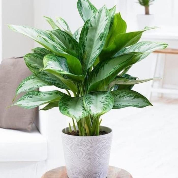 Tanaman Hias Sri Rezeki / Sri Rejeki / + Pot Rimbun