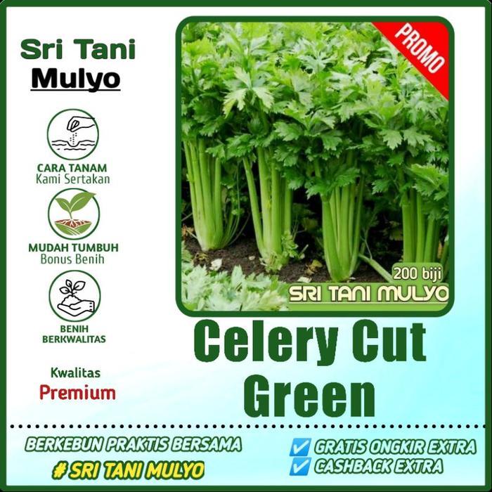 200 Biji - Benih Seledri Import / Celery Cut Green F1 - Bibit Sayuran - Benih Sayuran Seledri Unggul