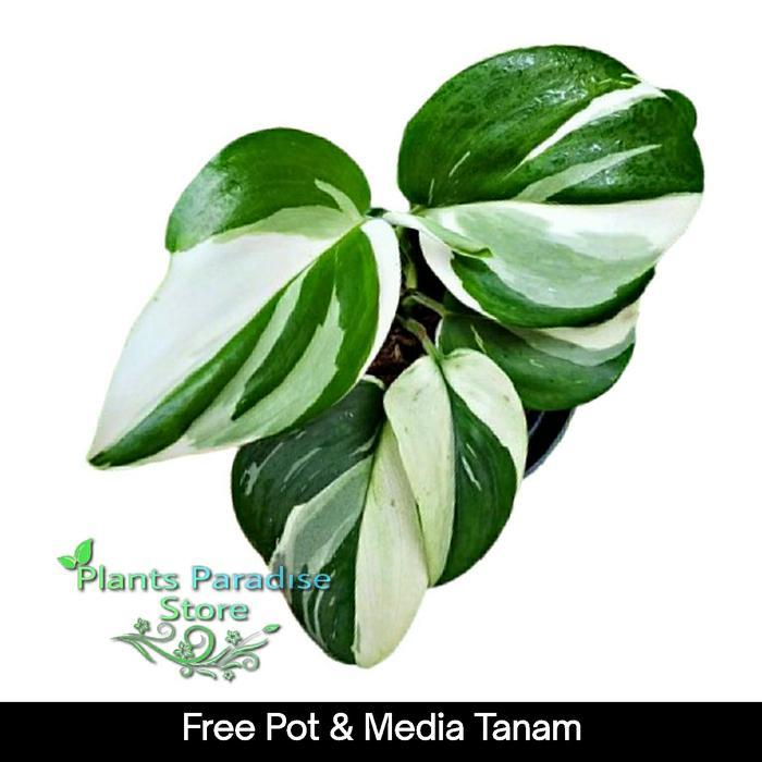 Diskon Scindapsus Treubii Moonlight Variegata - Tanaman Scindapsus Treubii Moonlight Daun Variegata