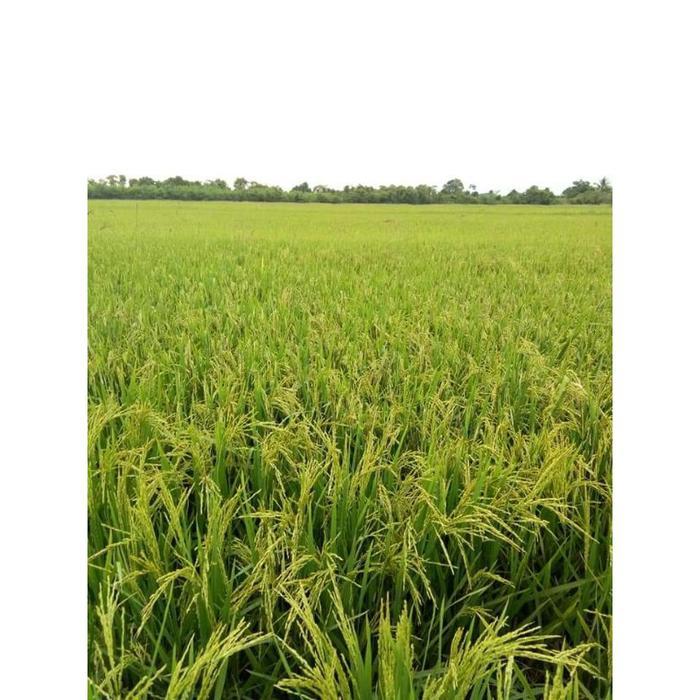 BENIH PADI MR 297 5KG ORIGINAL