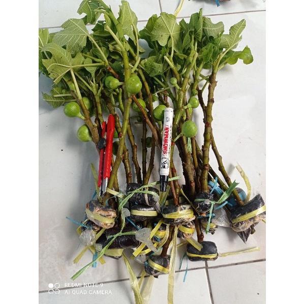 5 cangkok bibit buah tin beda jenis.. pohon tin pohon ara cangkok.