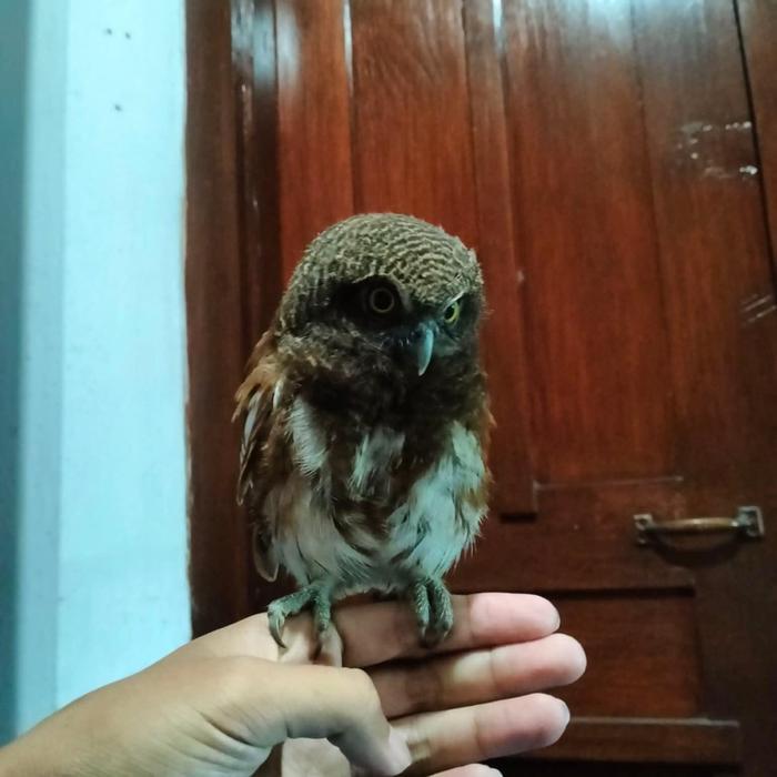 javan owlet dewasa