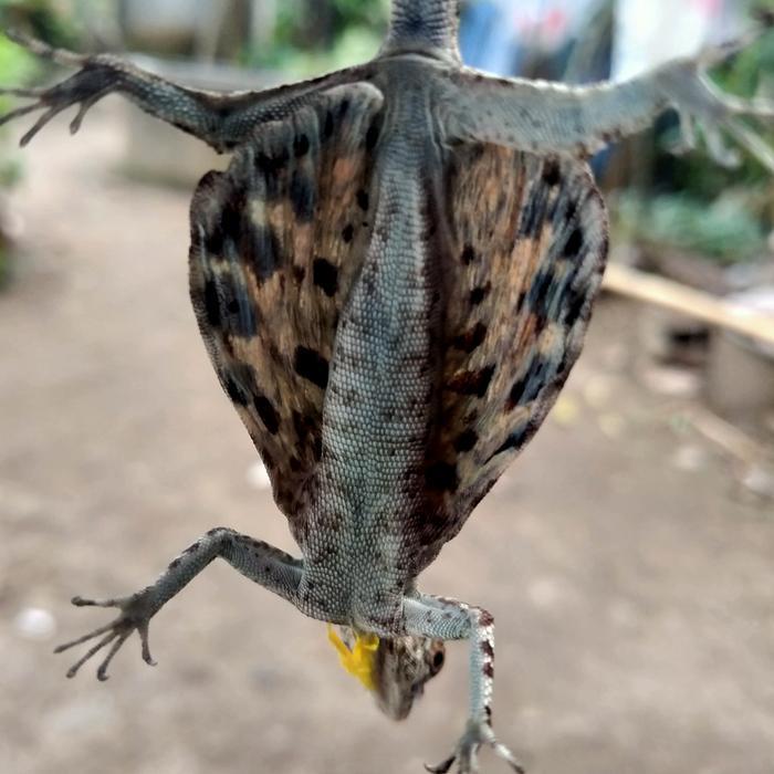KLARAP / CEKIBER / FLYING DRAGON / CICAK TERBANG