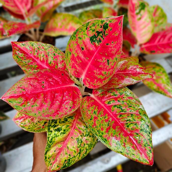 aglaonema mahasety