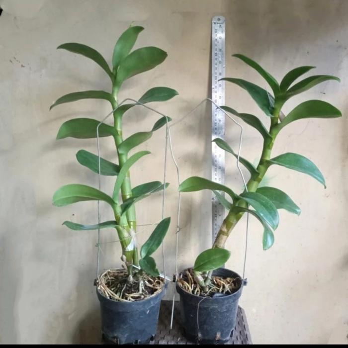 Anggrek dendrobium inaraya red