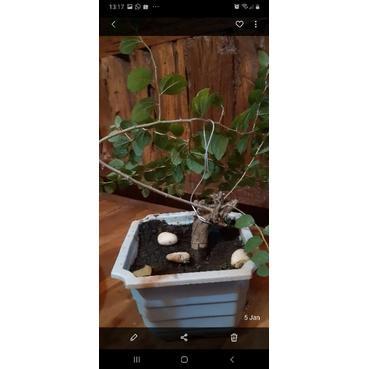 Bonsai Bonggol Bidara Arab unik + pot
