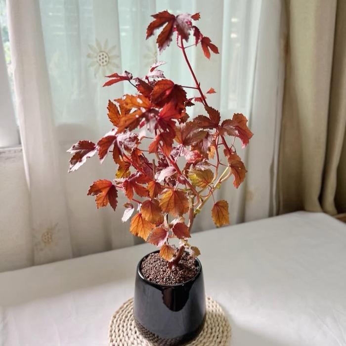bibit tanaman hias red panama maple - bahan bonsai red panama/ African Rosemallow - red panama