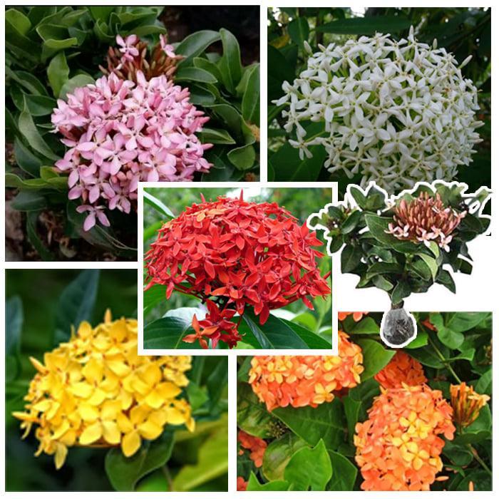 Tanaman hias bunga asoka - Bibit Tanaman hias bunga Asoka