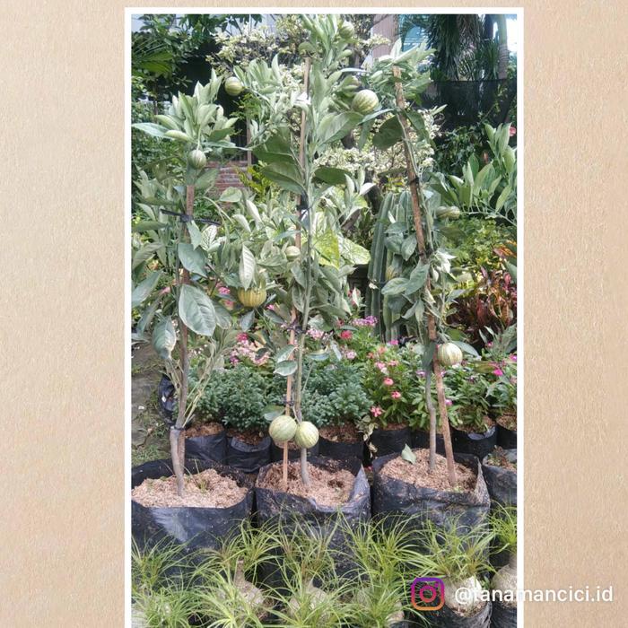 Tanaman pohon buah jeruk sunkist varigata real pict