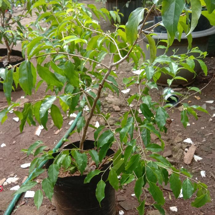 bibit buah plum australia / buah plum