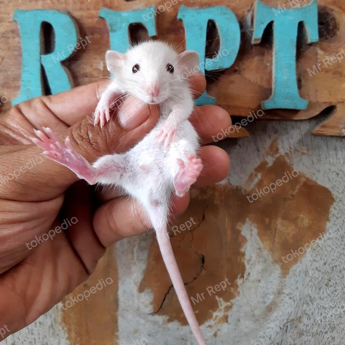 Tikus Hias Rat Dumbo EAR EXOTIC PETS