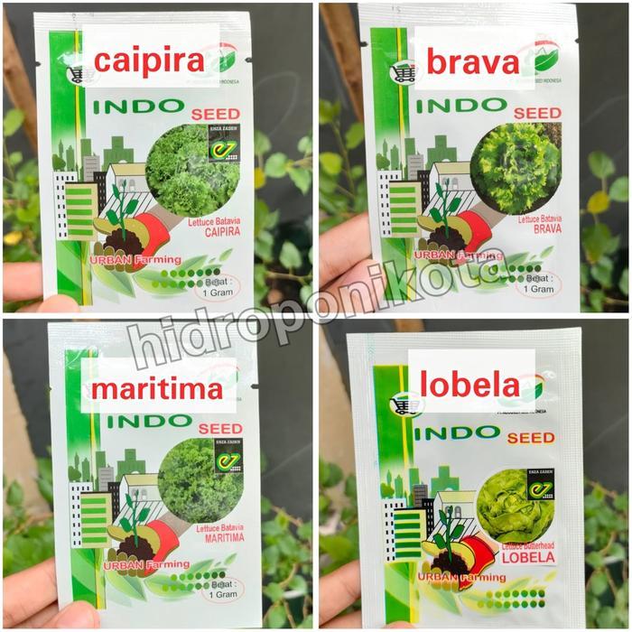 INDOSEED - BENIH SELADA INDOSEED ENZA ZADEN - BENIH SELADA CAIPIRA 1 GR - BENIH SELADA MARITIMA 1 GR