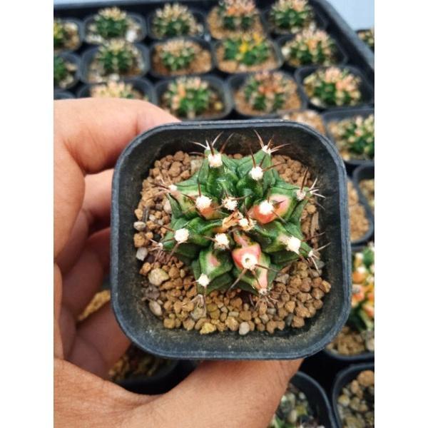 Gymnocalycium Mihanovichii Multicolor Gymnocalycium Mihanovichii