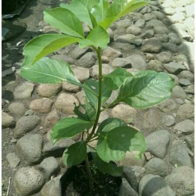 Tanaman baobab digitata 400g