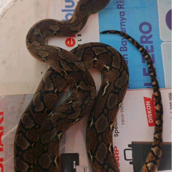 mainan edukasi ular retic baby hasil ternakan
