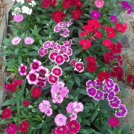 tanaman bunga anyelir