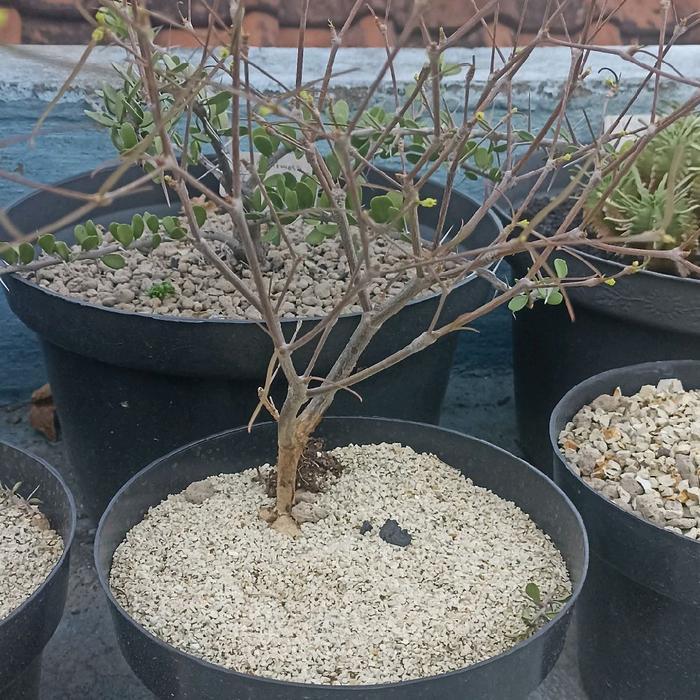 euphorbia hedyotoides tanaman afrika caudex