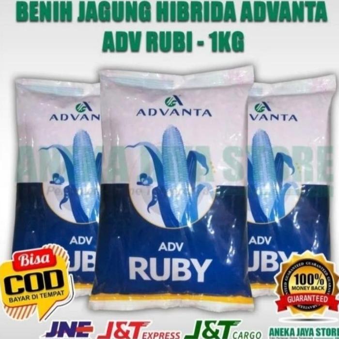 BENIH JAGUNG RUBY ADVANTA 1KG