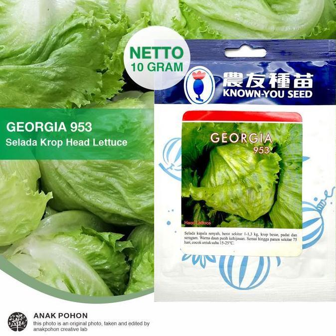 fresh [1 PACK] Benih Selada Head Lettuce Georgia 953 Known-You Seed 10 grams