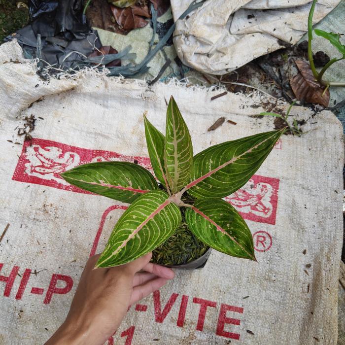 tanaman aglaonema legacy / aglaonema legacy / pohon aglonema legacy